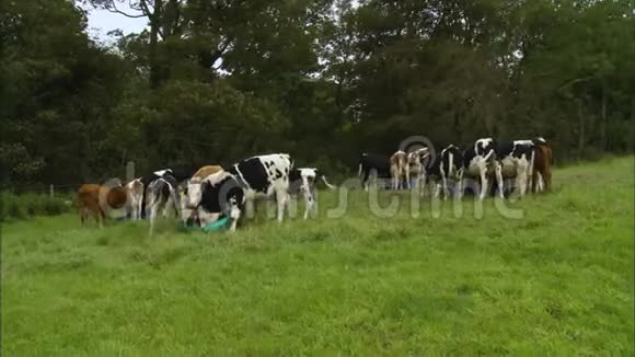 英国农场放牧场饲养日记奶牛视频的预览图