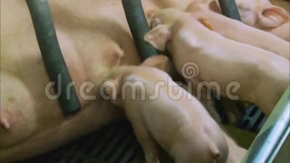 英国猪场乳母视频的预览图