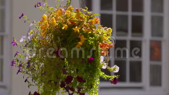 在半空中悬挂着一盆鲜花和蕨类植物视频的预览图