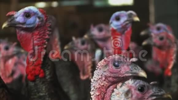 英国自由牧场农场黑火鸡首领视频的预览图