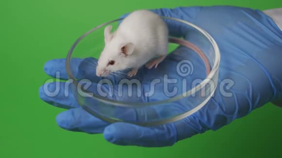 科学家在实验室小鼠上测试新的冠状病毒疫苗或药物2019nCOV视频的预览图