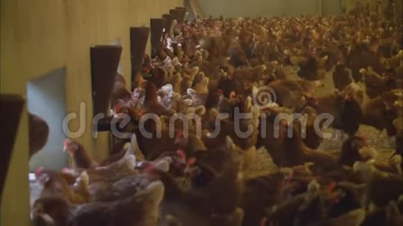 英国家禽饲养场视频的预览图