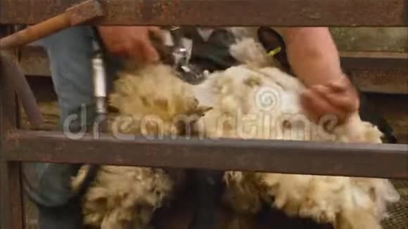 英国男性农场工人剪羊特写视频的预览图