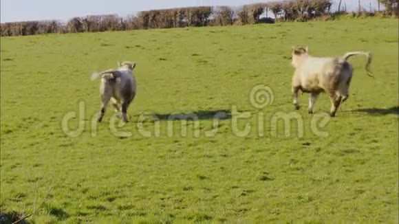 英国农场Kicking的牛肉放牧视频的预览图