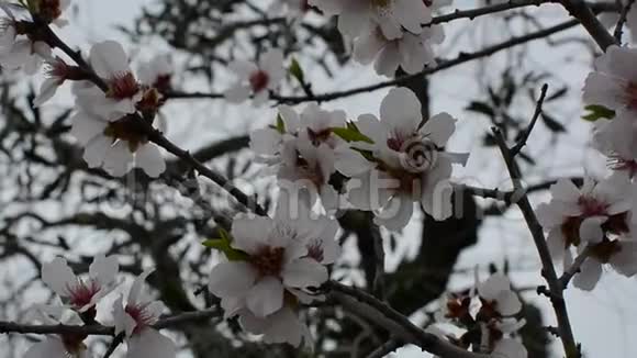 盛开的杏树枝条花白前景上有蜜蜂吃花粉视频的预览图