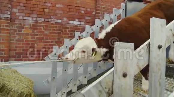 英国赫里福德牛犊在畜牧场被拉视频的预览图