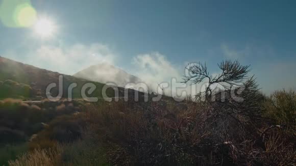在雾蒙蒙的泰德火山上的针叶灌木的特写视频的预览图