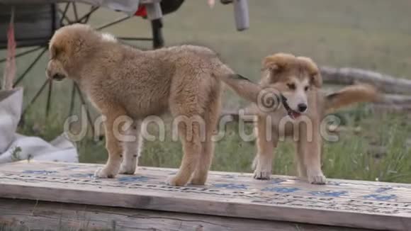 两只可爱的中国小狗盯着户外场景视频的预览图