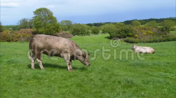 英国两只在牧场休息的肉牛视频的预览图