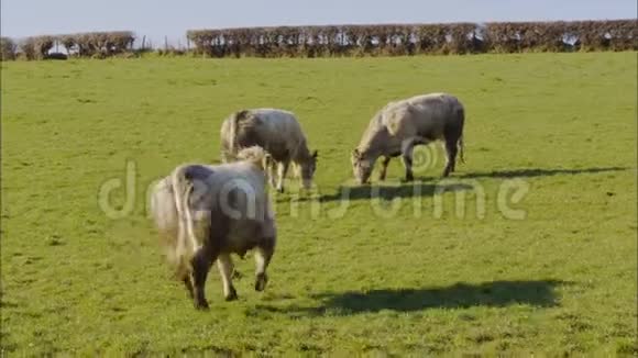 英国农场接近黑狗的牛视频的预览图
