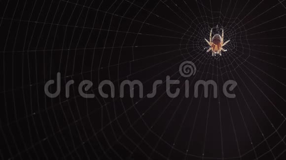 网上蜘蛛的特写视频的预览图