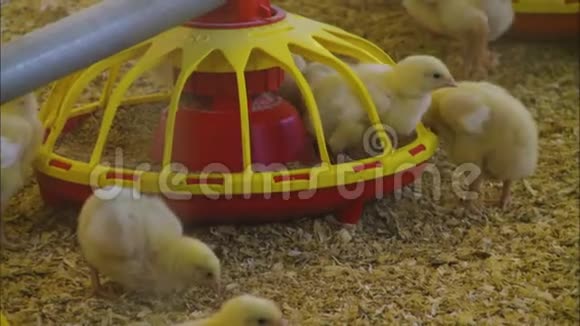 鸡饲养鸡饲养家禽饲养场视频的预览图