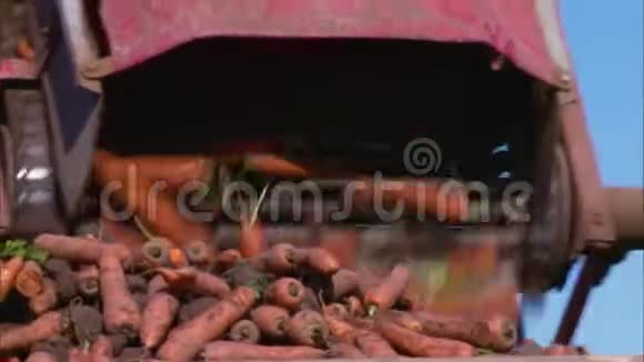 联合收割机在欧洲农场装载胡萝卜视频的预览图