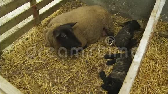 英国农场的双胞胎小羊附近躺着的母羊视频的预览图