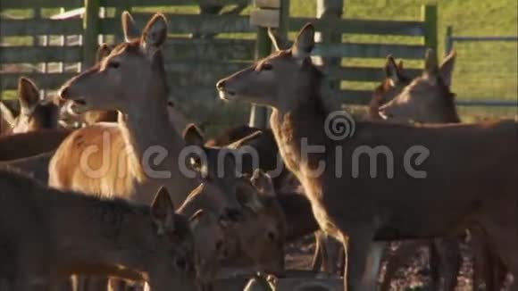 英国农场母鹿饲喂特写视频的预览图