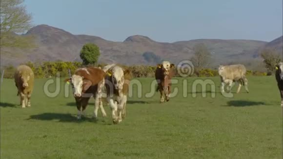 英国农场附近的小牛肉牛视频的预览图
