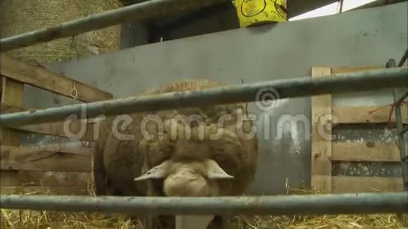 英国巴恩农场的孕妇羊喂养视频的预览图