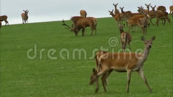 英国农场放牧地红鹿视频的预览图