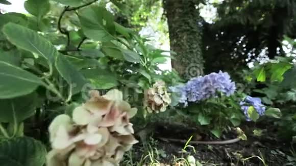 花园里的紫罗兰花视频的预览图