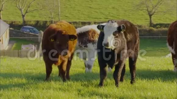 英国牧场混合饲养奶牛场视频的预览图