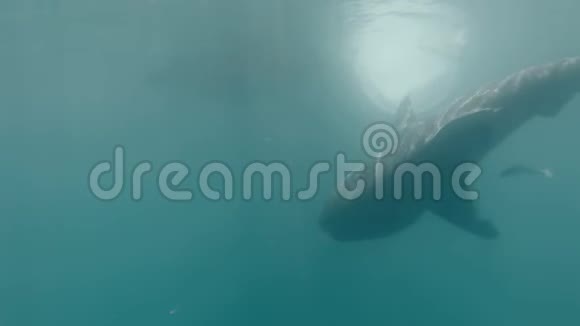 虎鲨游入蓝海水中视频的预览图