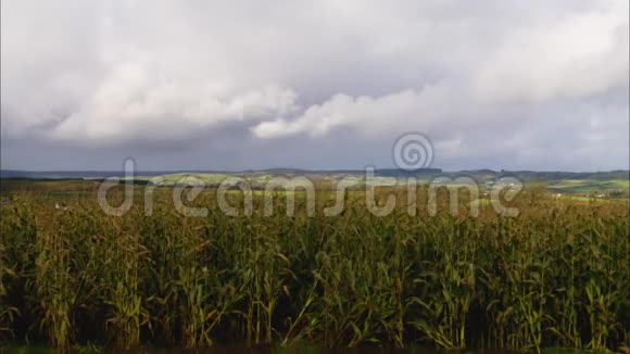 全景玉米田农场景观英国视频的预览图