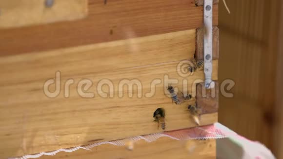 蜜蜂木箱蜂窝养蜂现场视频的预览图