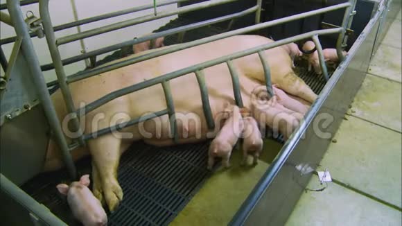 英国猪圈视频的预览图