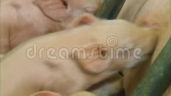 饥肠辘辘的小猪吸吮着妈妈在猪场的奶视频的预览图
