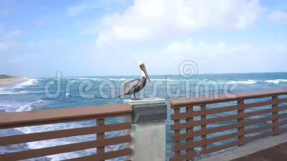 野生坐在大西洋边码头的栅栏上视频的预览图