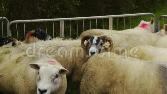 英国野羊圈白羊群视频的预览图