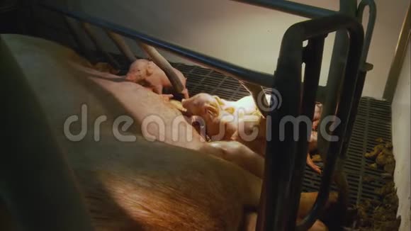 英国养猪场饲养仔猪产仔率视频的预览图