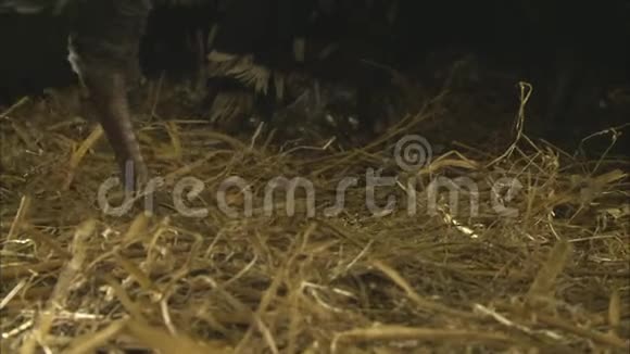 火鸡在一个农场封闭英国视频的预览图