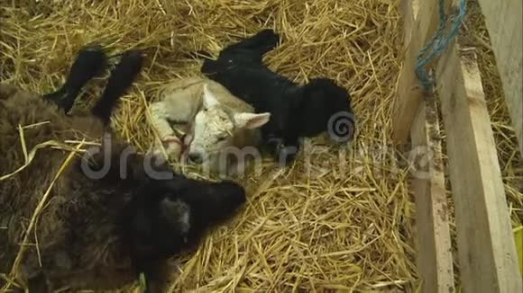 英国农场近双羊母羊形象视频的预览图