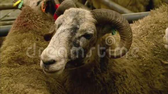 英国农村农场带弯角的卧羊视频的预览图