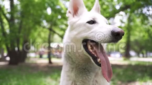 公园里的德国牧羊犬视频的预览图