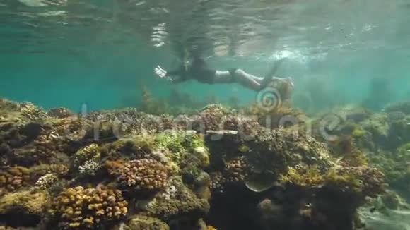 女人在海洋保护区潜水海洋中的热带鱼类和珊瑚视频的预览图