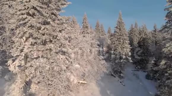 冬天的雪树冬天的时候是雪林冬天的树林里是阳光视频的预览图