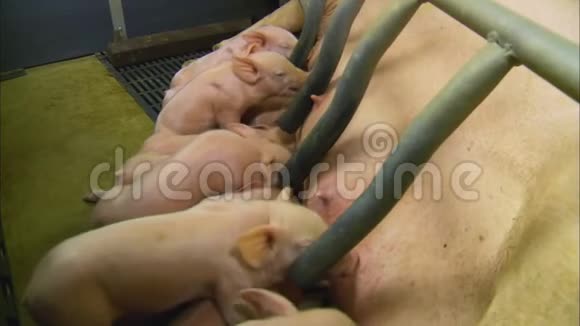 英国养猪场喂猪妈妈视频的预览图