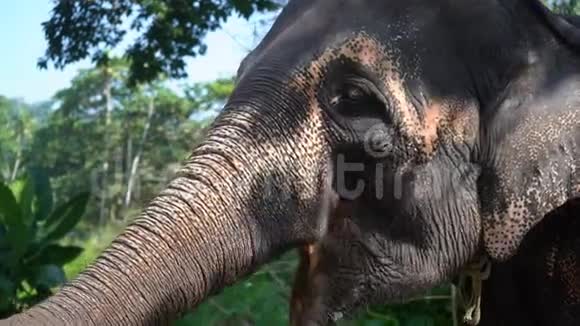 从一头年轻的印度大象手中觅食视频的预览图