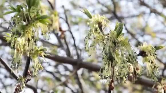 春天耳环上的蜜蜂视频的预览图