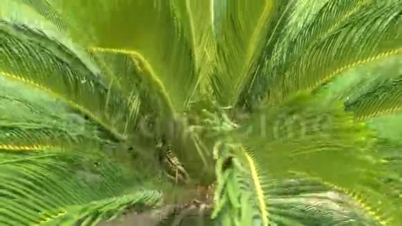 Cycas植物属视频的预览图