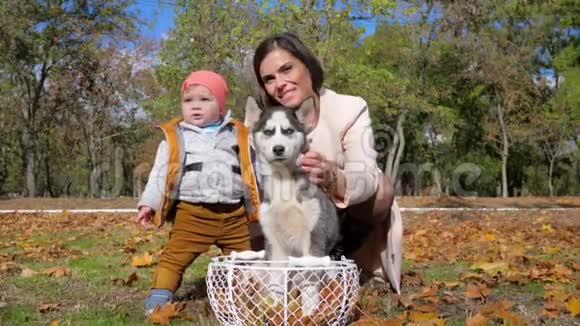 秋天公园的家庭假期快乐年轻的女人在树叶的背景下抱着小儿子和哈士奇的狗在篮子里视频的预览图