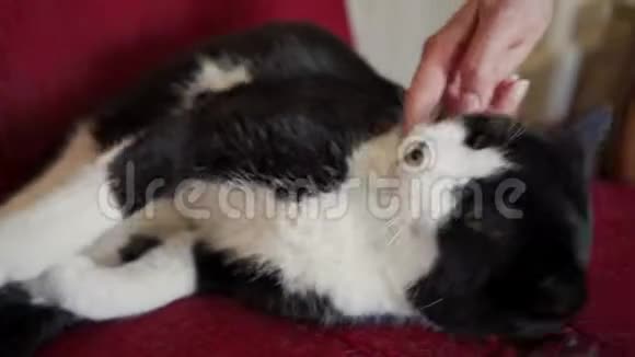 可爱的黑白猫躺在老式的红色扶手椅上玩耍关门视频的预览图