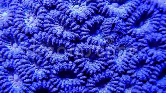 蒙塔斯特雷脑珊瑚水下视频的预览图