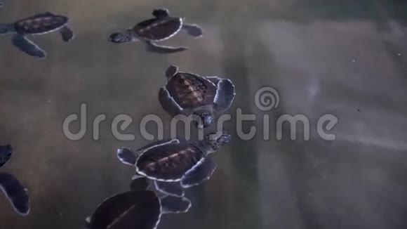 新生的小乌龟在游泳池里游泳视频的预览图