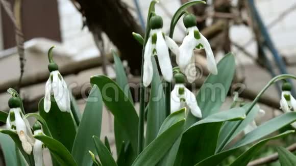 白色褪色的春花雪花或常见的雪花是春天的象征在后院或花园里视频的预览图