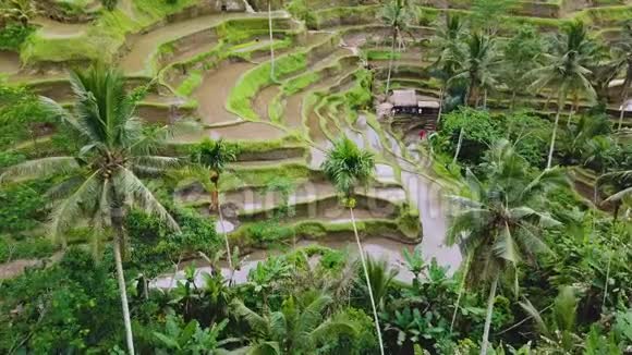 巴厘岛梯田稻田视频的预览图