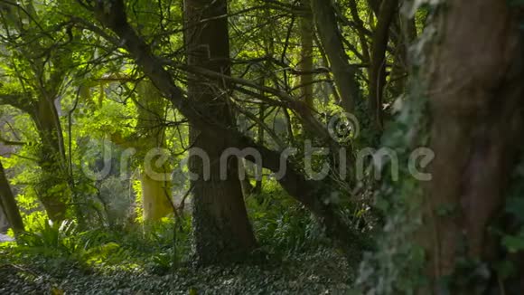 树枝和树干植根于树林视频的预览图
