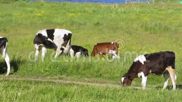 奶牛休息视频的预览图